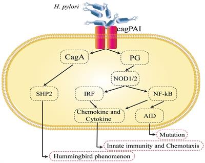 The immunopathogenesis of Helicobacter pylori-induced gastric cancer: a narrative review